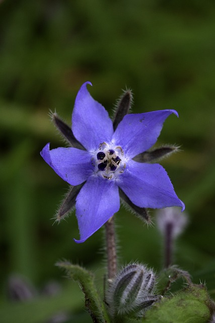 borage