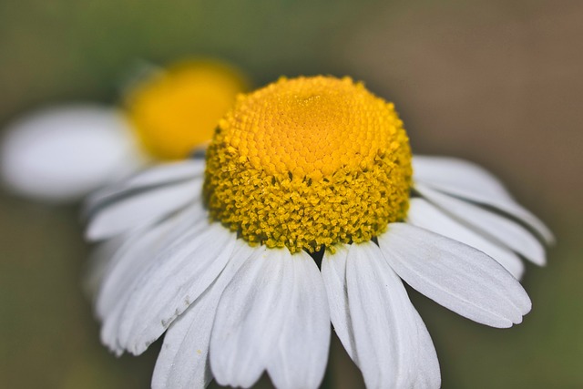 chamomile
