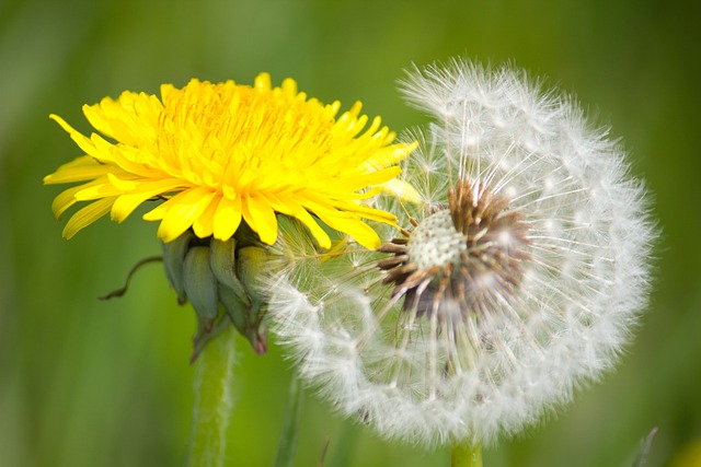 dandelion