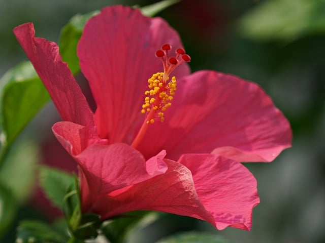 hibiscus