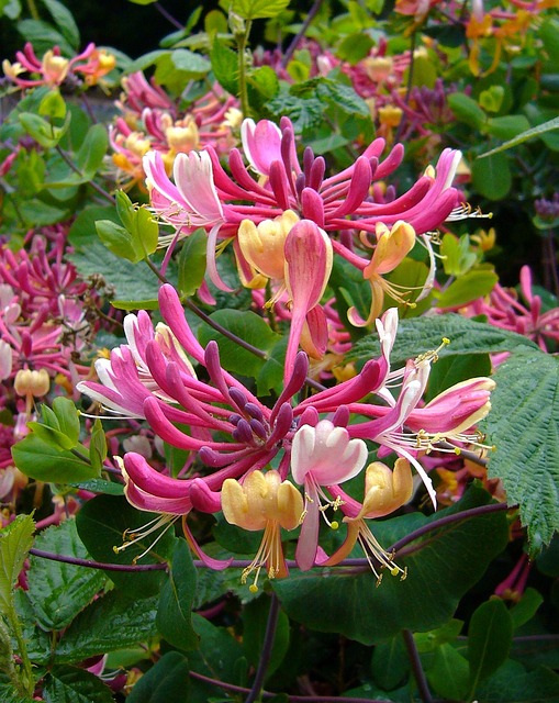 honeysuckle