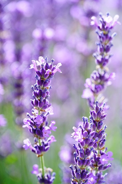 lavender