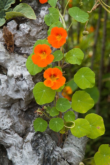 nasturtium