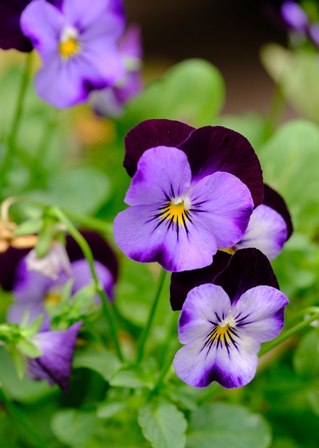 pansy