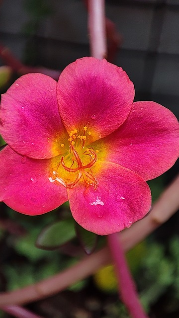 purslane