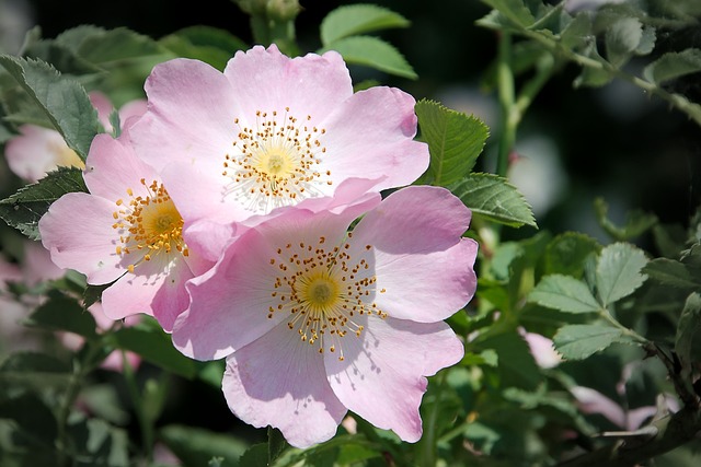 rose