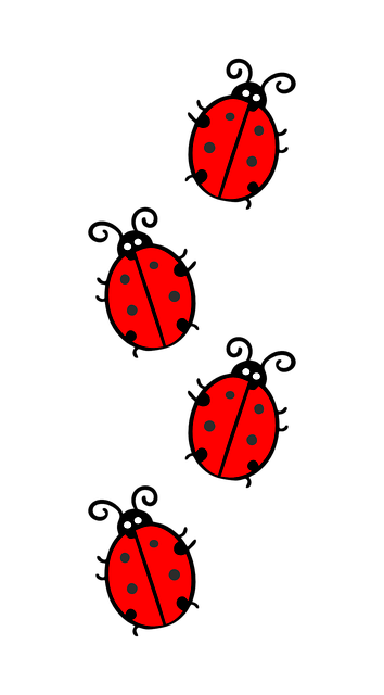 ladybug