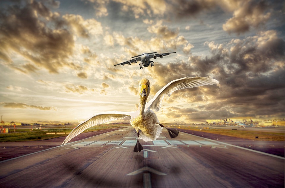 bird